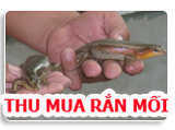 nuoi ran moi, ran moi, ky thuat nuoi ran moi, mo hinh nuoi ran moi