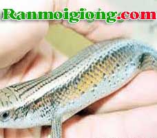 Nuôi rắn mối - mô hình mới ở Bến Tre | ran moi, ran moi giong, ran moi thit, quy trinh nuoi ran moi, ban ran moi, mua ran moi, con ran moi, ran moi thuong pham, ban ran moi giong, mụa ran moi giong, ban ran moi thit, mua ran moi thit, bao tieu ran moi, thit ran moi, che bien ran moi, dien dan ran moi
