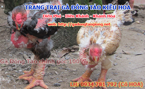 Gà đông tảo | ran moi, ran moi giong, ran moi thit, quy trinh nuoi ran moi, ban ran moi, mua ran moi, con ran moi, ran moi thuong pham, ban ran moi giong, mụa ran moi giong, ban ran moi thit, mua ran moi thit, bao tieu ran moi, thit ran moi, che bien ran moi, dien dan ran moi