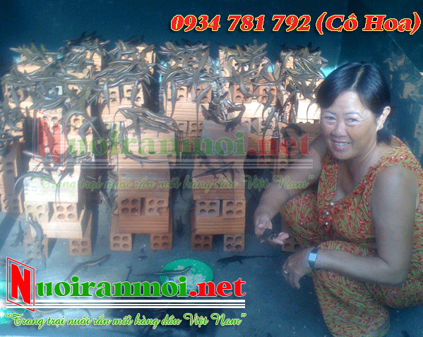 CÁC BỆNH THƯỜNG GẶP TRÊN RẮN MỐI - CÁCH PHÒNG TRỊ BỆNH | ran moi, ran moi giong, ran moi thit, quy trinh nuoi ran moi, ban ran moi, mua ran moi, con ran moi, ran moi thuong pham, ban ran moi giong, mụa ran moi giong, ban ran moi thit, mua ran moi thit, bao tieu ran moi, thit ran moi, che bien ran moi, dien dan ran moi