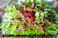 Kỹ Thuật Nuôi Dế | ran moi, ran moi giong, ran moi thit, quy trinh nuoi ran moi, ban ran moi, mua ran moi, con ran moi, ran moi thuong pham, ban ran moi giong, mụa ran moi giong, ban ran moi thit, mua ran moi thit, bao tieu ran moi, thit ran moi, che bien ran moi, dien dan ran moi