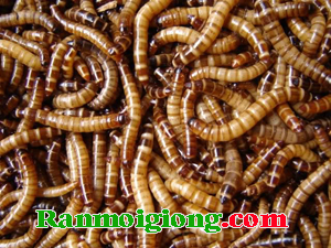 Kỹ Thuật Nuôi Sâu Gạo | ran moi, ran moi giong, ran moi thit, quy trinh nuoi ran moi, ban ran moi, mua ran moi, con ran moi, ran moi thuong pham, ban ran moi giong, mụa ran moi giong, ban ran moi thit, mua ran moi thit, bao tieu ran moi, thit ran moi, che bien ran moi, dien dan ran moi