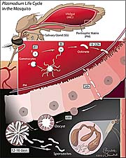 Những điểm mới trong phòng chống vector sốt rét | ran moi, ran moi giong, ran moi thit, quy trinh nuoi ran moi, ban ran moi, mua ran moi, con ran moi, ran moi thuong pham, ban ran moi giong, mụa ran moi giong, ban ran moi thit, mua ran moi thit, bao tieu ran moi, thit ran moi, che bien ran moi, dien dan ran moi